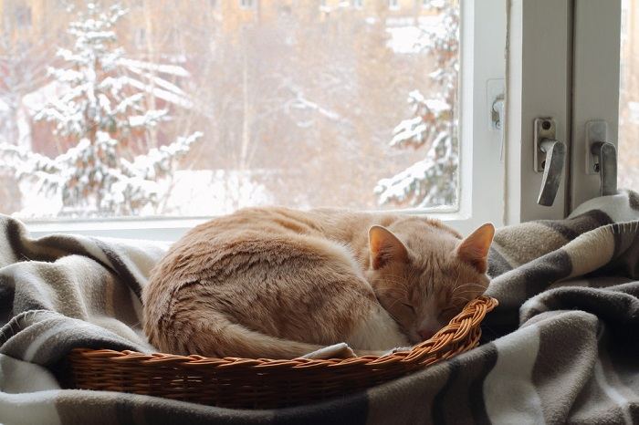 Eine rote Katze schläft in einem Korb neben dem Fenster