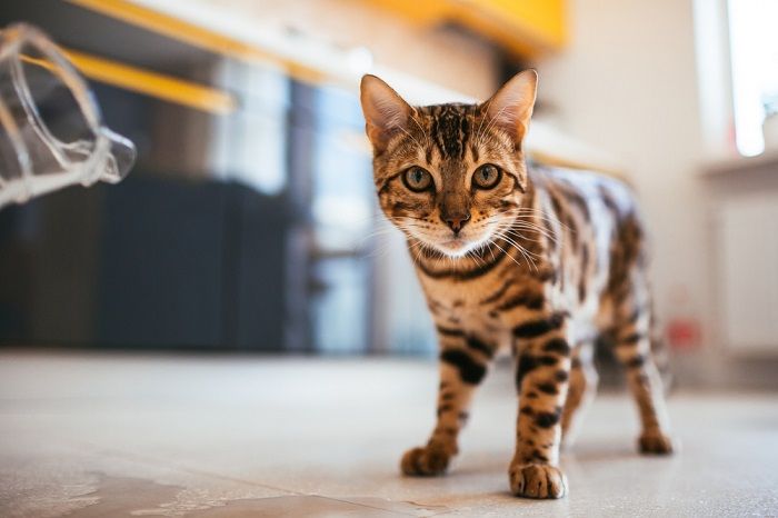 Bengalkatze läuft auf dem Boden in der Küche