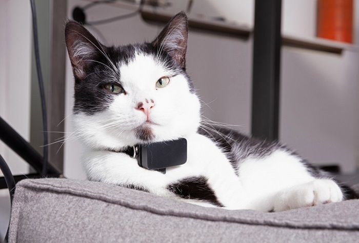 Schwarz-weiße Katze mit Tracker