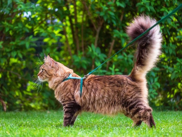 Schwarz getigerte Maine Coon Katze mit Leine