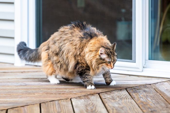 Katze sieht steif und fett auf einem Deck aus