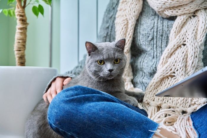 Katze sonnt sich in der Nähe ihres Besitzers