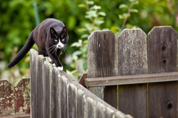 Katze läuft auf einem Zaun