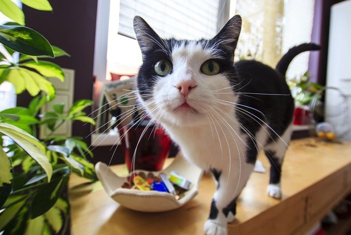 Neugierige lustige getigerte Katze