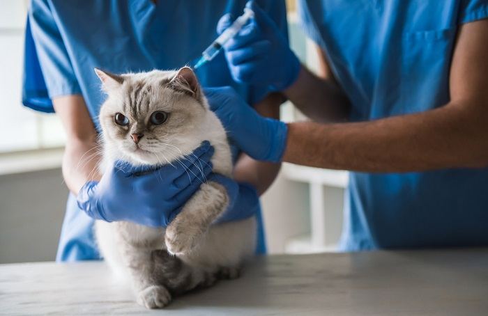 Niedliche blauäugige Katze liegt auf dem Tisch, während Tierärzte eine Injektion verabreichen