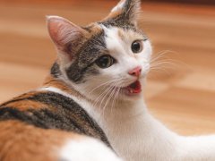 Cute colorful kitten lying on the floor