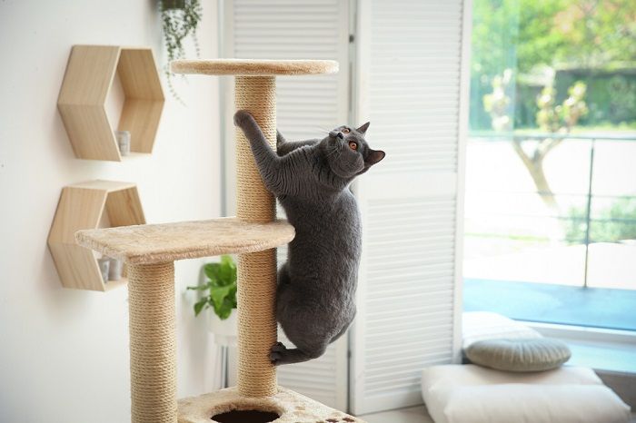 Niedliches Haustier auf dem Katzenbaum zu Hause