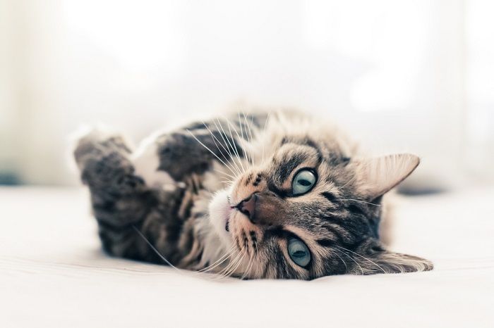 Graue Katze liegt auf dem Bett