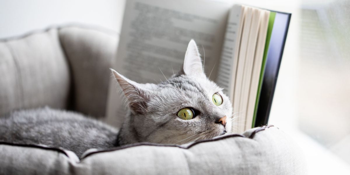 Graue Katze liest ein Buch