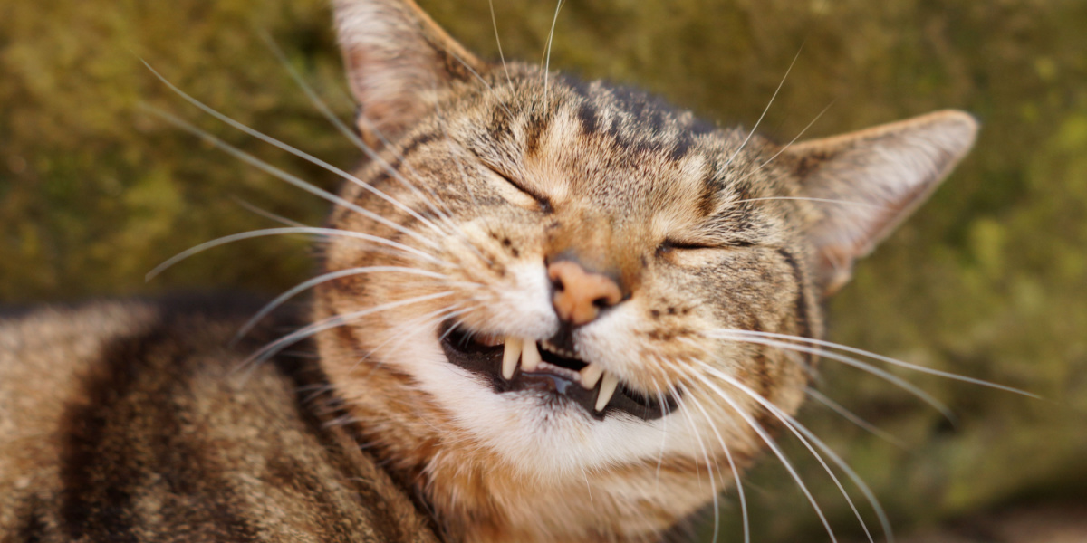 Glücklich lächelnde getigerte Katze