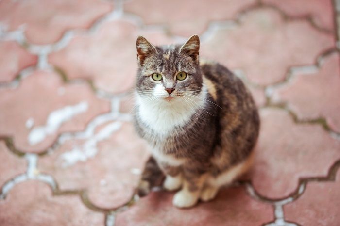 Schöne dreifarbige Katze ruht auf dem rot gefliesten Bürgersteig