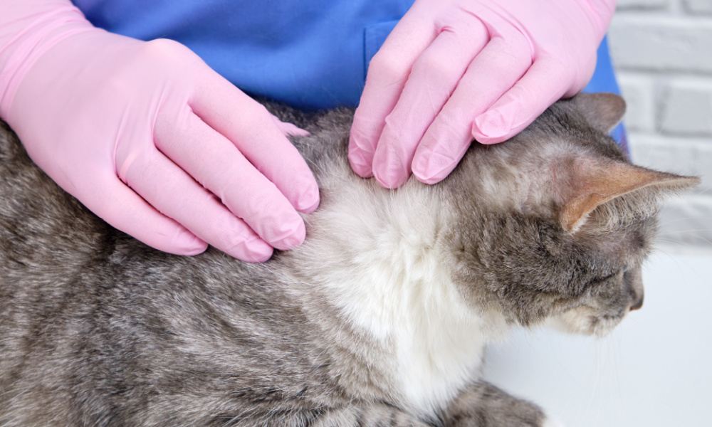 Person, die eine Katze handhabt und dabei rosa Schutzhandschuhe trägt