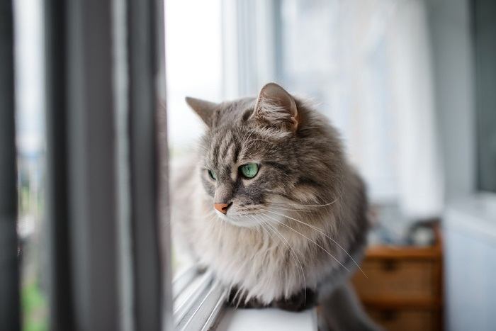 Die Katze sitzt am Fenster