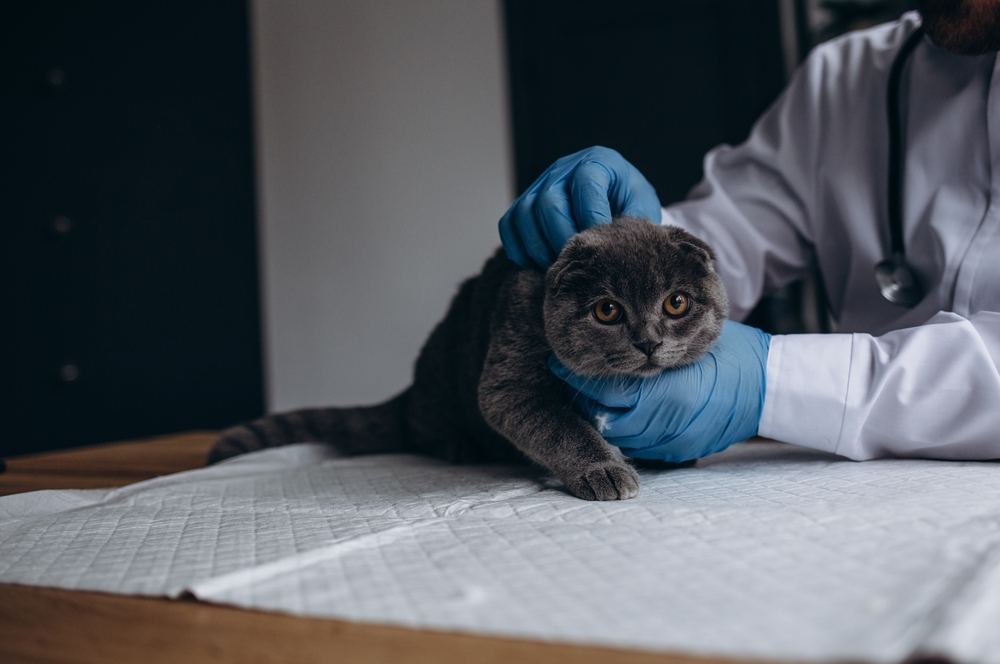 Tierarzt untersucht Katze