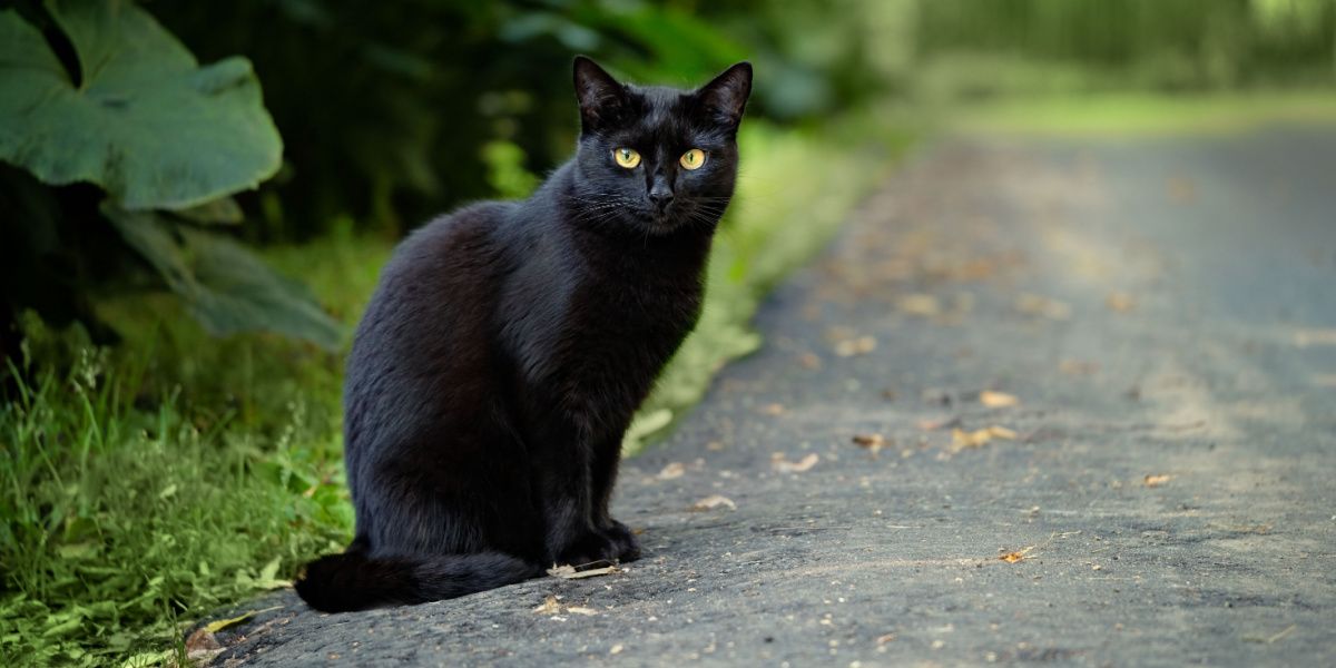 schöne schwarze Katze sitzt auf der Straße