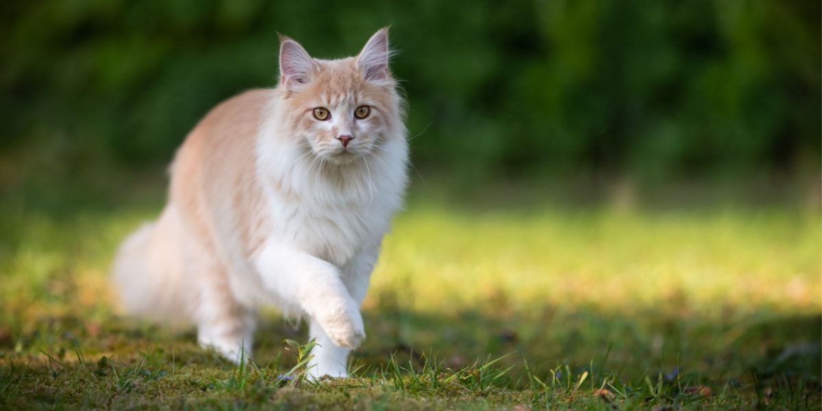 Maine Coon Katze