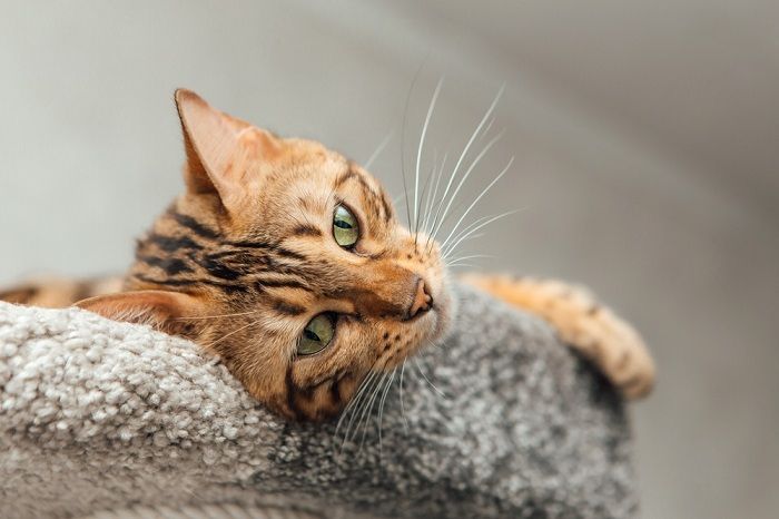 Bengalkatze, die auf einem weichen Katzenbett liegt