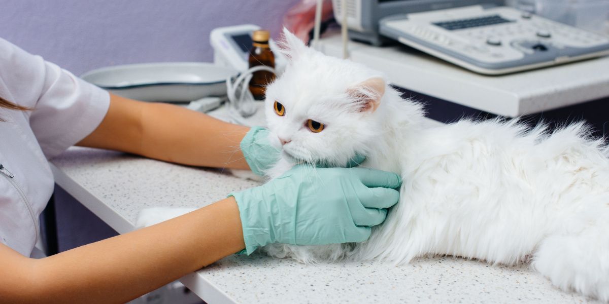 Eine Katze wird untersucht, möglicherweise während einer tierärztlichen Untersuchung oder medizinischen Beurteilung.