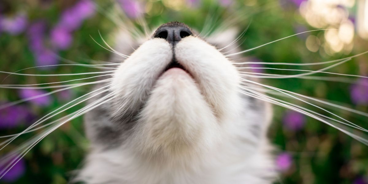 Mund und Nase einer jungen Maine Coon Katze