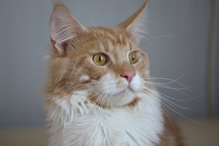 rothaarige Großkatze sitzt auf dem Boden