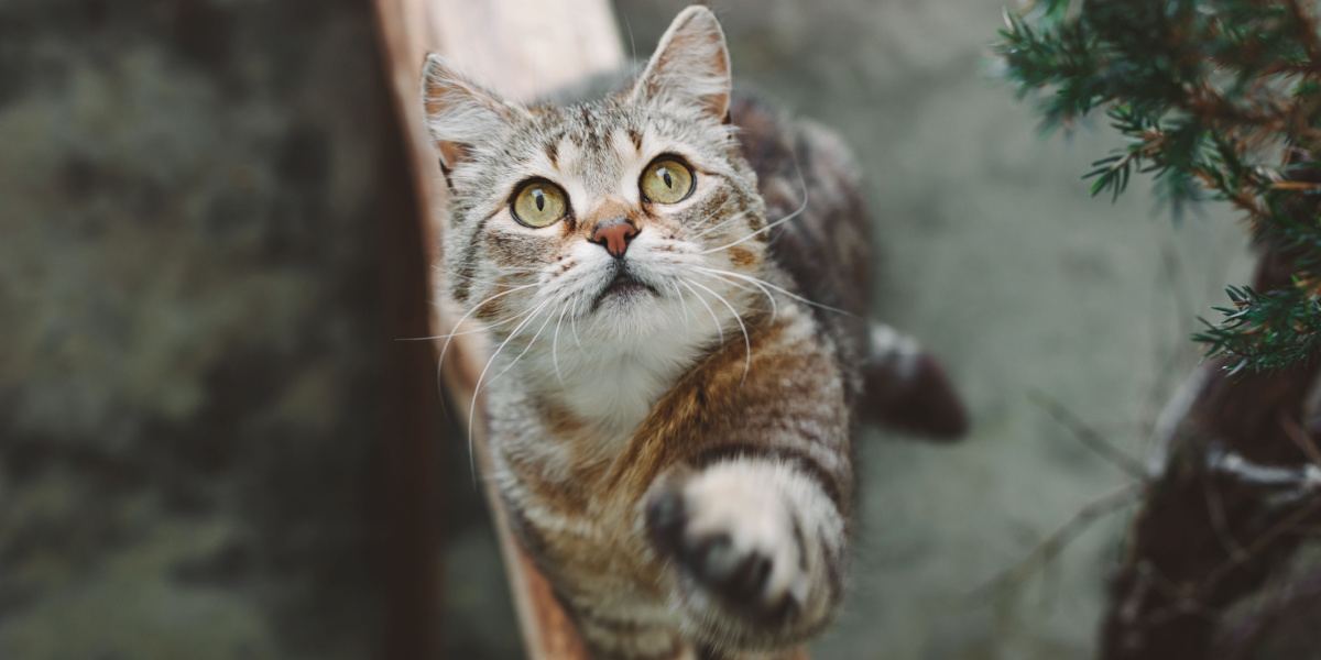 Ein bezauberndes Bild einer wunderschönen, kurzhaarigen, gestreiften Katze, die anmutig dasitzt und ihre Vorderpfote hebt. Dabei zeigt sie eine elegante und selbstbewusste Haltung, die Charme und Neugier ausstrahlt.