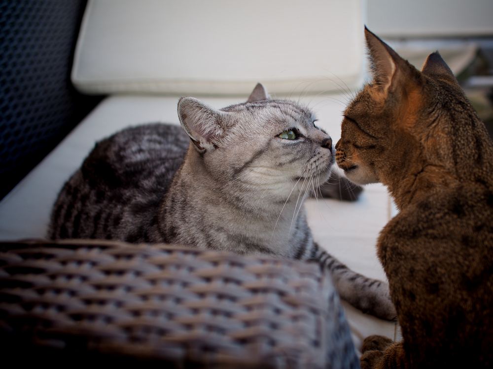 Britisch Kurzhaar und Savannah-Katze