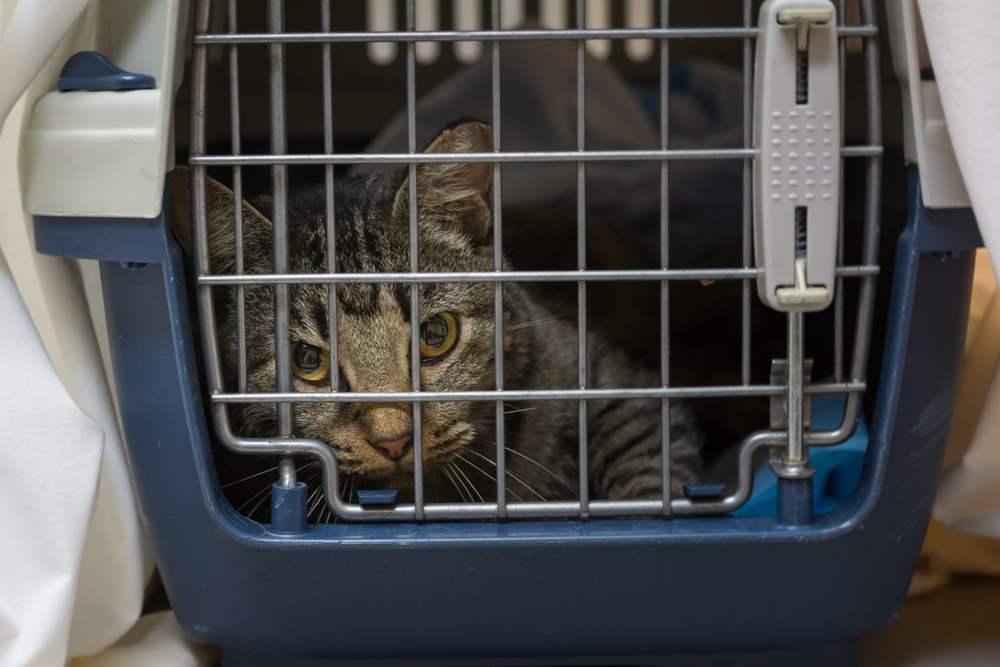 Braun getigerte Katze im Transportkorb