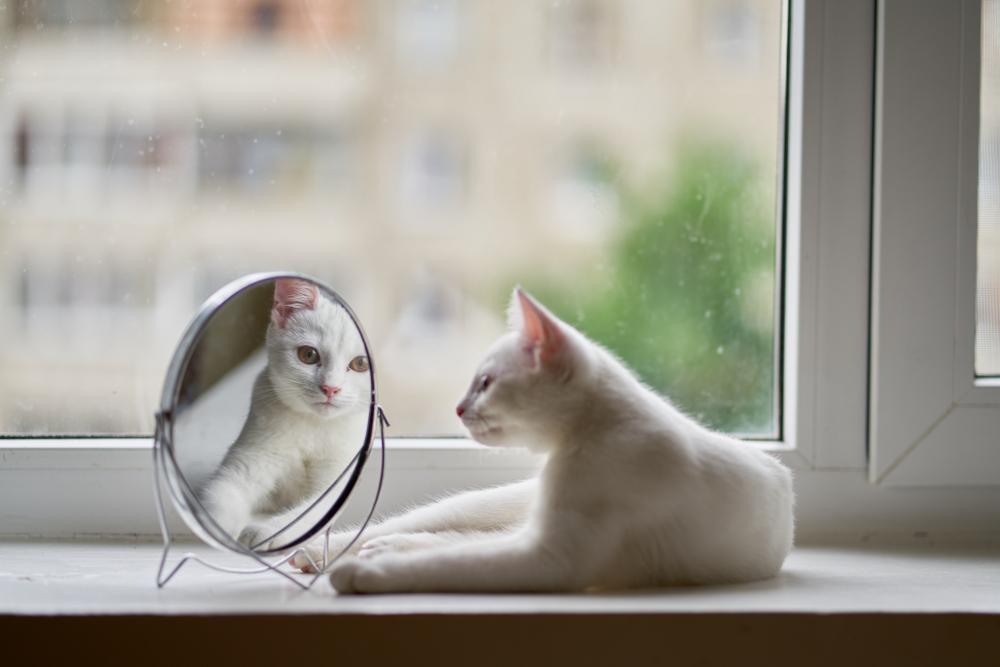 Katze schaut in den Spiegel