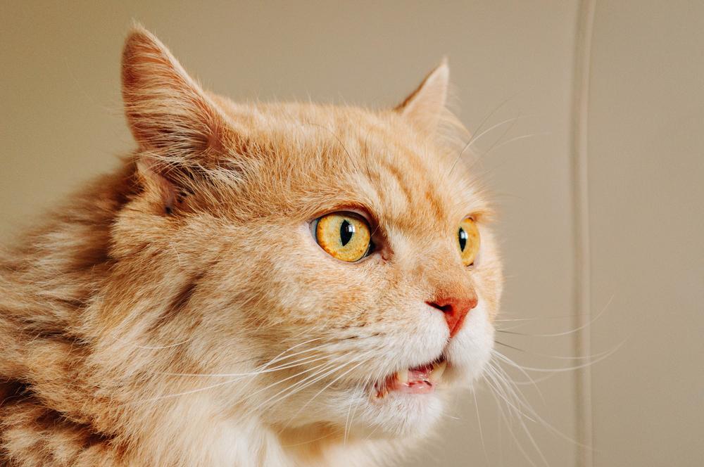 Ein faszinierendes Bild, das eine Katze mit geschärften Sinnen zeigt, die scheinbar als Reaktion auf einen verlockenden Geruch oder Reiz in der Luft schnuppert.