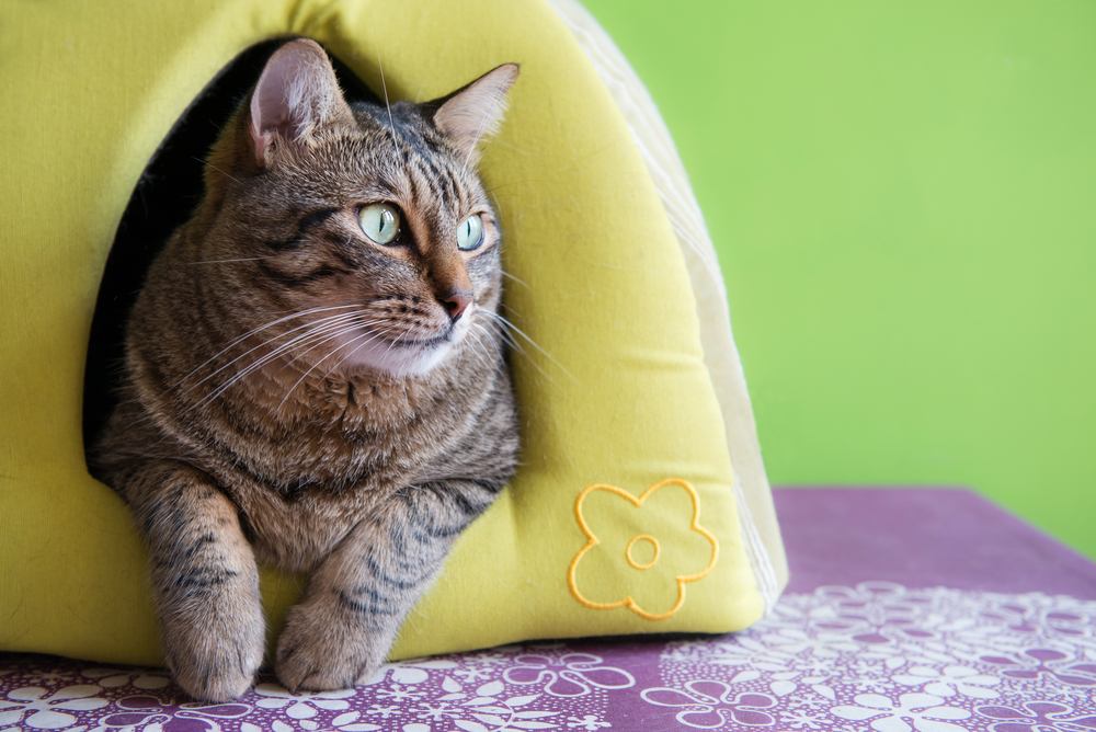 Süße Katze in einem grünen Iglu-Haus zu Hause