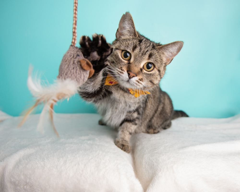 Süße kurzhaarige getigerte Katze spielt mit Spielzeug