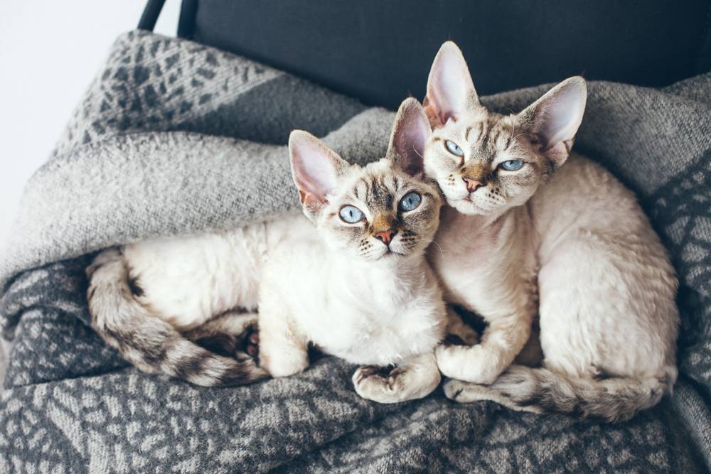 Devon Rex Kätzchen mit blauen Augen