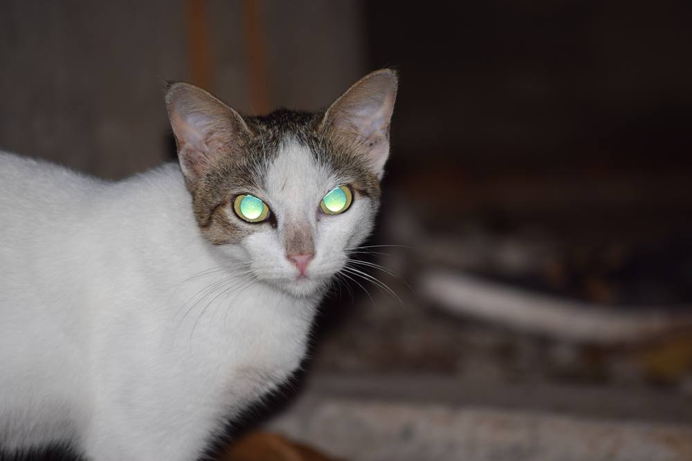 Hauskatze mit leuchtenden Augen in der Nacht