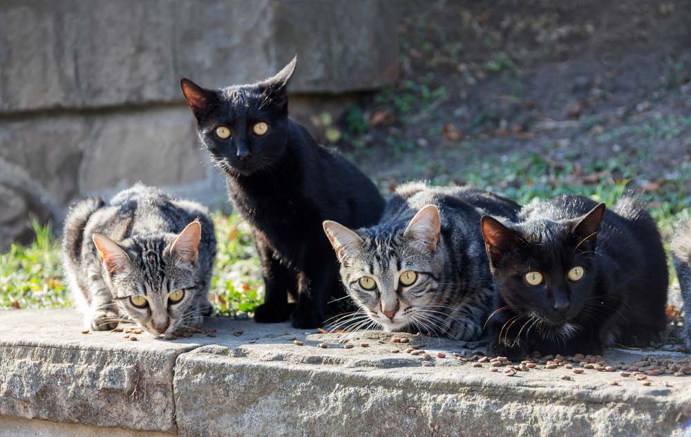 Eine Gruppe wilder streunender Katzen auf der Straße füttern