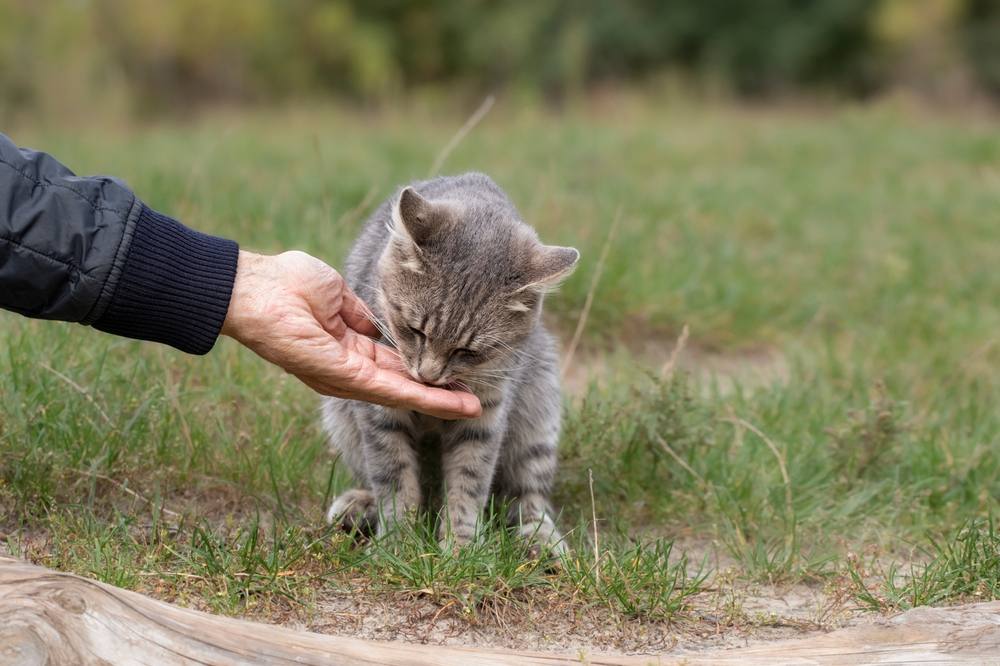 Eine streunende Katze auf der Straße füttern