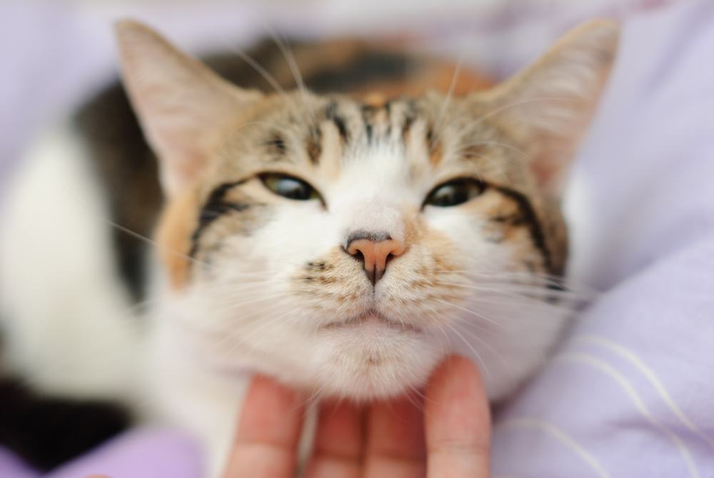 Glückliche Katze freut sich über Streicheln mit der Hand