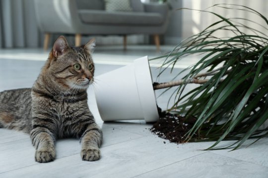 So erziehen Sie eine Katze richtig