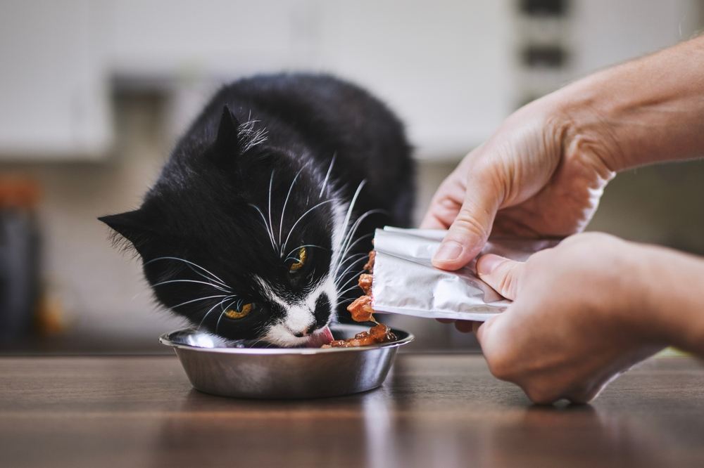 Mann füttert seine hungrige Katze