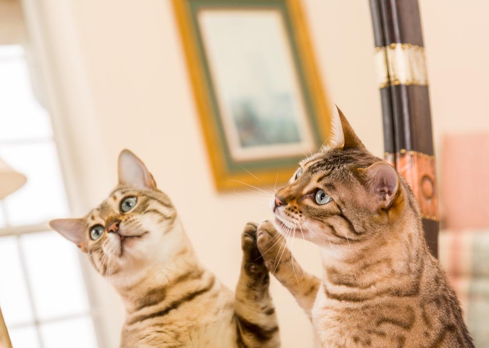 Orange und braun Bengal Kätzchen Katze Blick auf Reflexion im Spiegel