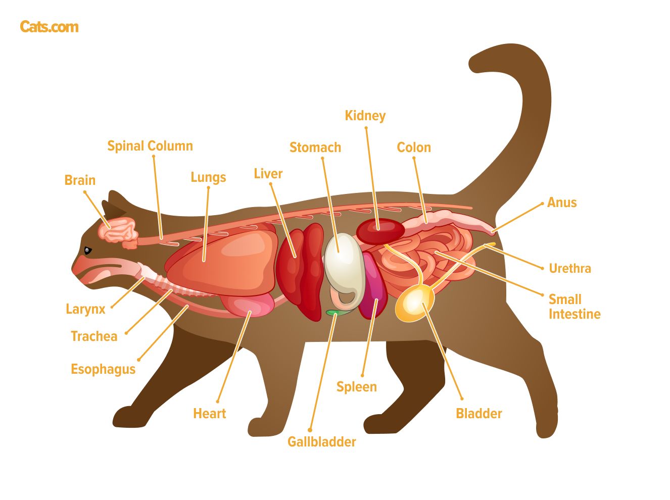 Ein Bild im Zusammenhang mit Katzenorganen, das möglicherweise die Anatomie der inneren Organe einer Katze illustriert.