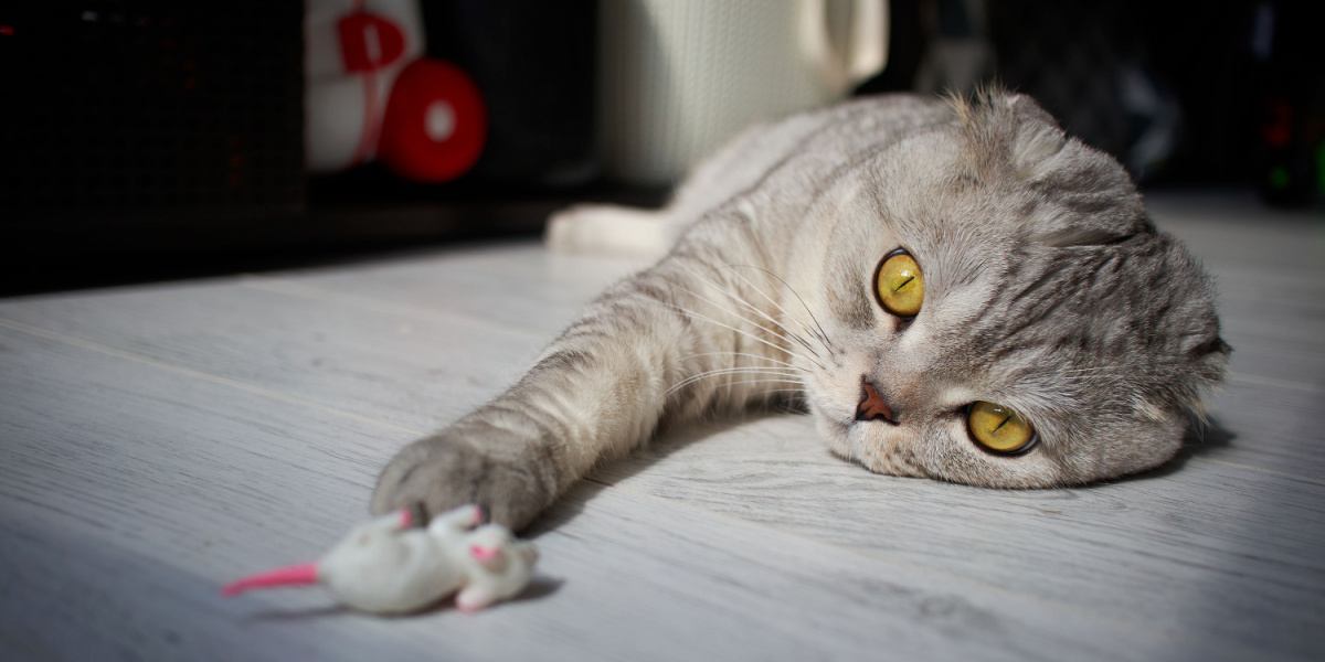 Scottish Fold Katze liegt auf dem Boden und streckt ihre Pfote aus