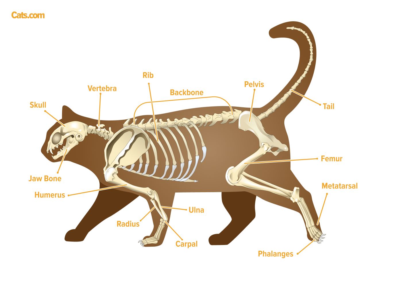 Der Schwanz Ihrer Katze ist Teil ihrer Skelettanatomie und macht 10 % aller Knochen im Körper aus!