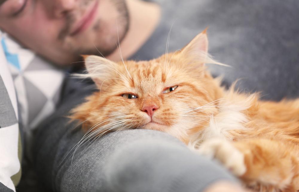 Schlafender junger Mann mit flauschiger roter Katze