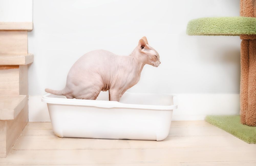 Sphynx-Katze benutzt Katzentoilette oder Toilette.