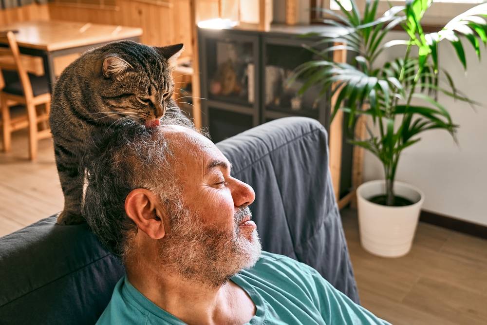 Getigerte Katze leckt Kopf eines bärtigen Mannes