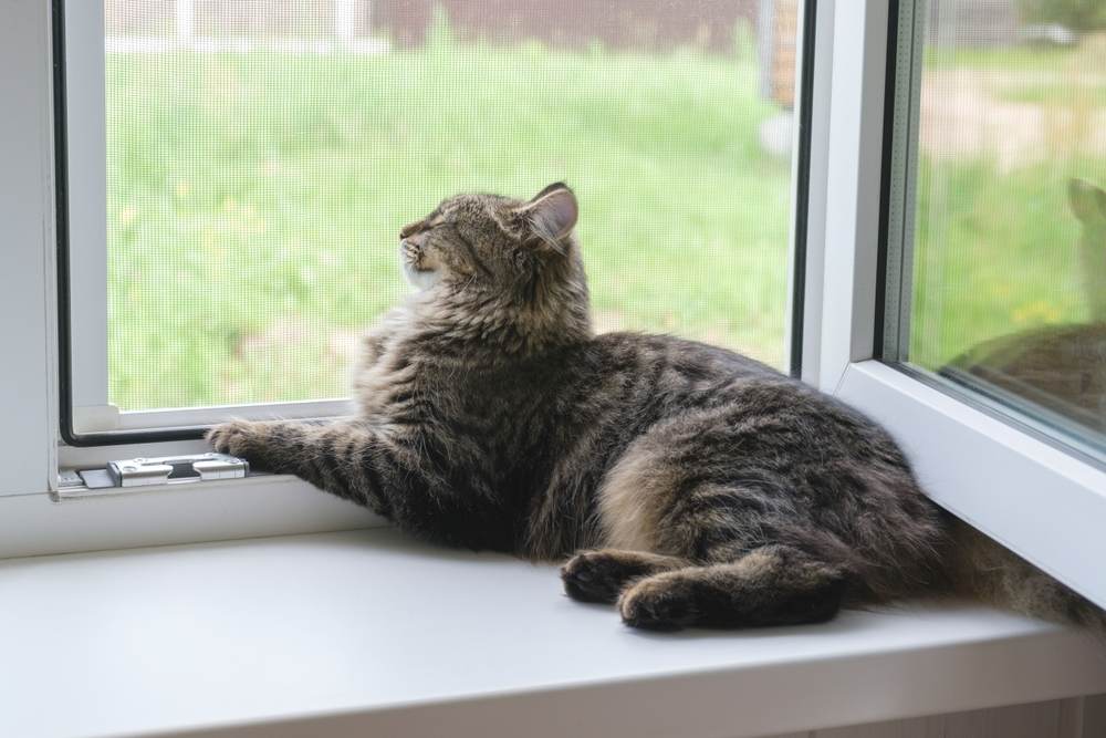 Getigertes Kätzchen sitzt im Sommer auf der Fensterbank.