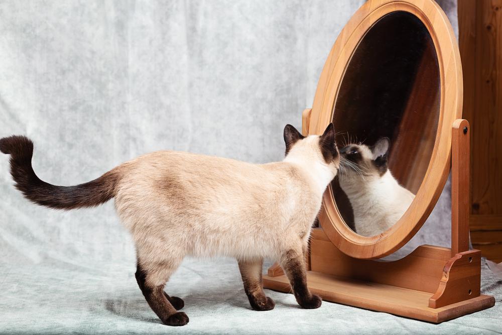 Die Katze betrachtet sich in einem Schreibtischspiegel mit Holzrahmen.