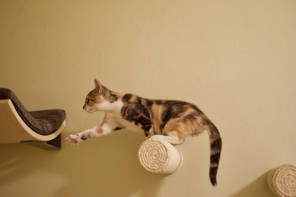 Schildpattkatze greift nach der letzten Stufe einer Katzenkletterwand