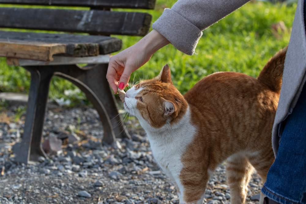 Frau füttert eine streunende Katze