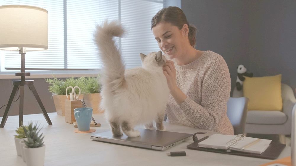 Frau sitzt zu Hause am Schreibtisch und kuschelt mit ihrer schönen Katze